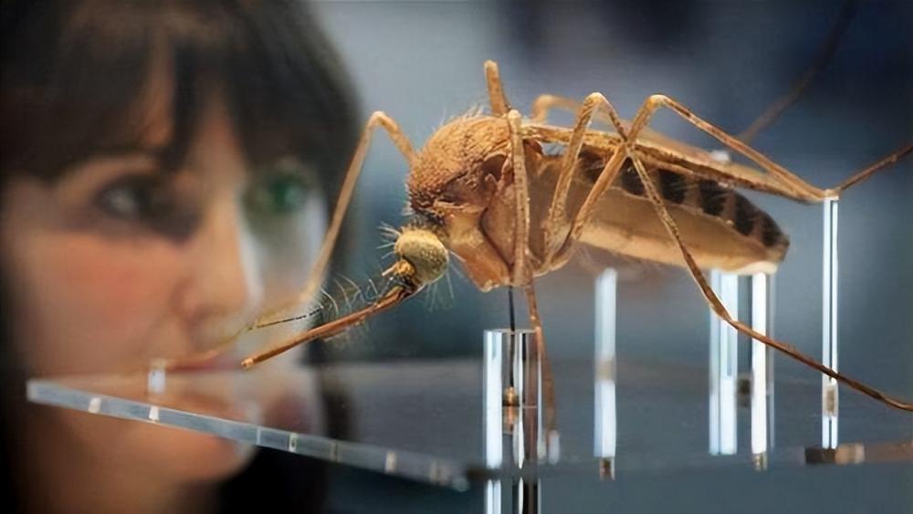 蚊子在地球上有什么用?为何不灭绝?科学家:蚊子的作用可比人大