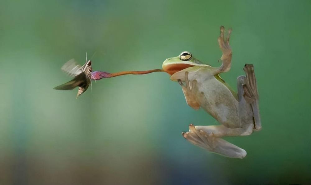 蚊子在地球上有什么用?为何不灭绝?科学家:蚊子的作用可比人大